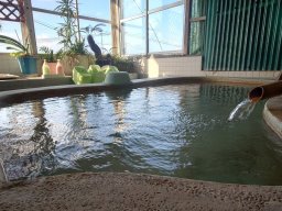 温泉いわさき