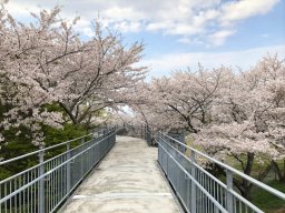 中尾山公園